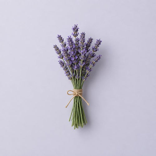 Lavendel